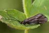 Oligotricha striata